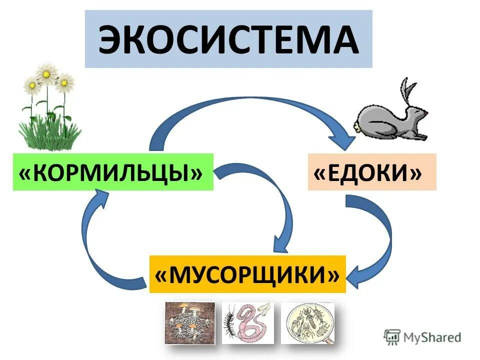 Берг мусорщики 2. Кормильцы едоки мусорщики. Экосистема. Кормильцы едоки мусорщики в экосистеме. Производители едоки мусорщики.