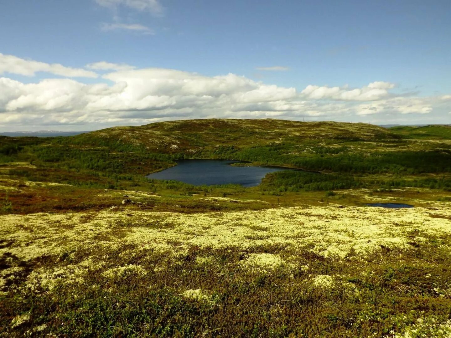Северные безлесные зоны тундра. Тундра безлесная равнина. Средняя субарктическая тундра. Полярная степь. Таймырский заповедник в тундре.