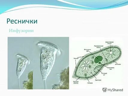 Какой образ жизни ведут инфузории