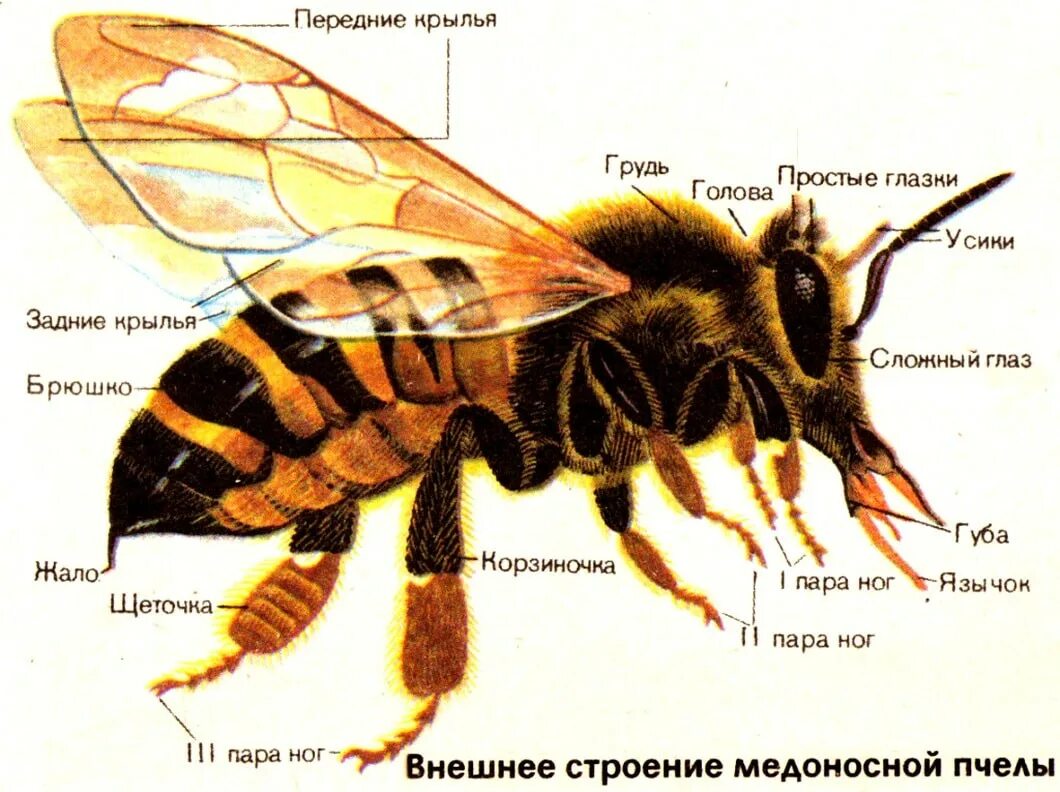 Строение тела пчелы медоносной. Внешнее строение пчелы. Внутреннее строение пчелы медоносной. Анатомия пчелы медоносной.