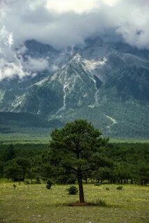 Деревья в горах