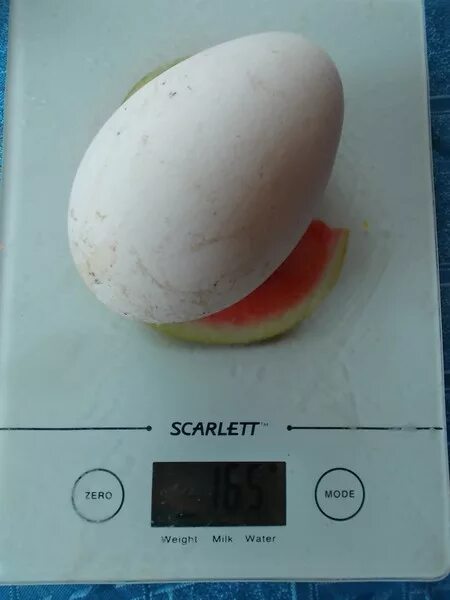 Сколько весят 2 яйца. Вес гусиного яйца. Размер гусиного яйца. Диаметр гусиного яйца. Масса гусиного яйца.