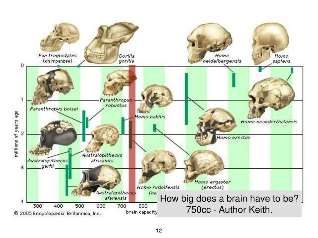 Какой мозг у приматов. Эволюционное Древо. Древо гоминид. Эволюционное Древо человека. Антропогенез мозг.