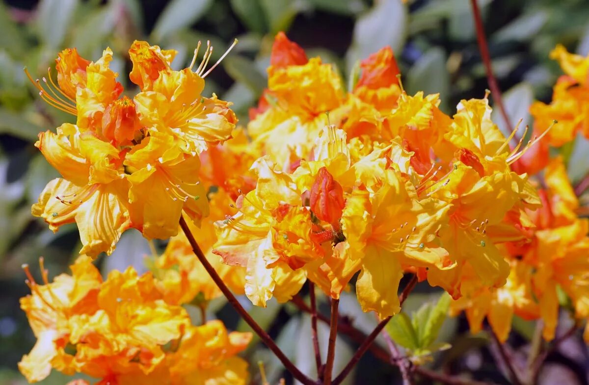 Сколько цветет рододендрон. Рододендрон японский. Рододендрон Голд. Rhododendron Azurro. Рододендрон золотистый Кашкара.