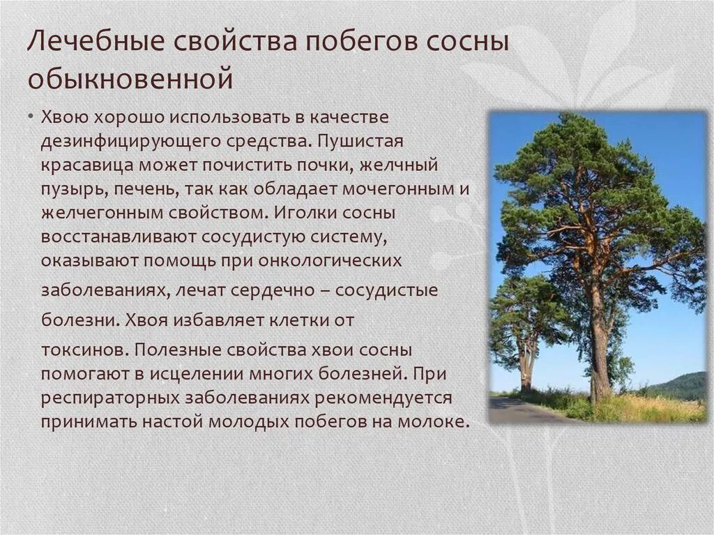 Вред хвойных. Сосна обыкновенная описание. Краткая характеристика сосны. Полезные свойства сосны. Сосна ее характеристика.