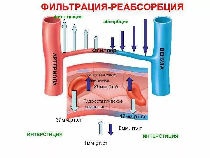 Результате фильтрации и реабсорбции образуется. Результате фильтрации и реабсорбции образуется