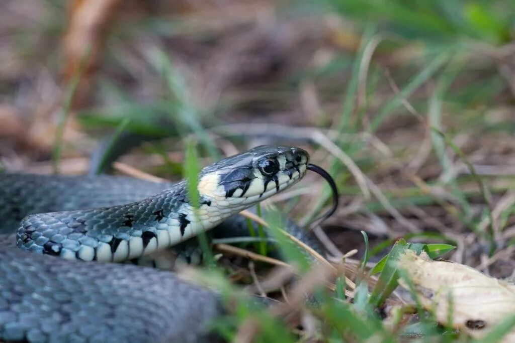 Grass snake. Обыкновенный уж маленький. Питание ужа обыкновенного. 84.Обыкновенный уж—Natrix Natrix (l.). Обыкновенный уж Ужеобразные.