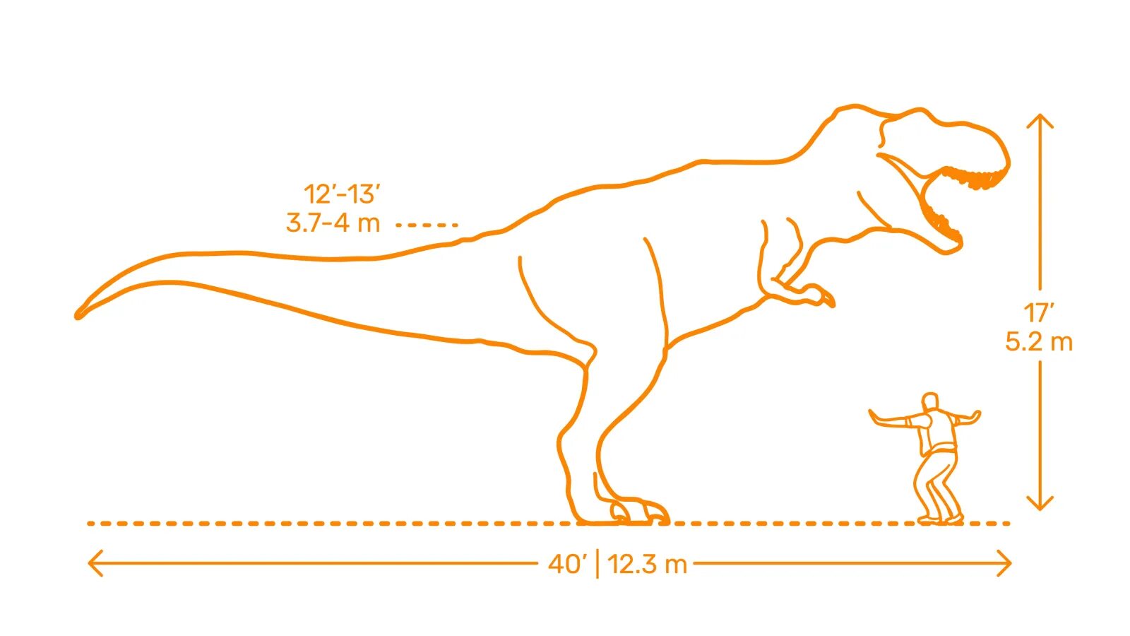 Инструкция t rex 3. Тираннозавр рекс схема. t-rex размеры. тираннозавр размеры. тиранозавр размер с человеком.