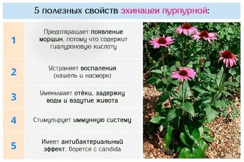 Эхинацея организма