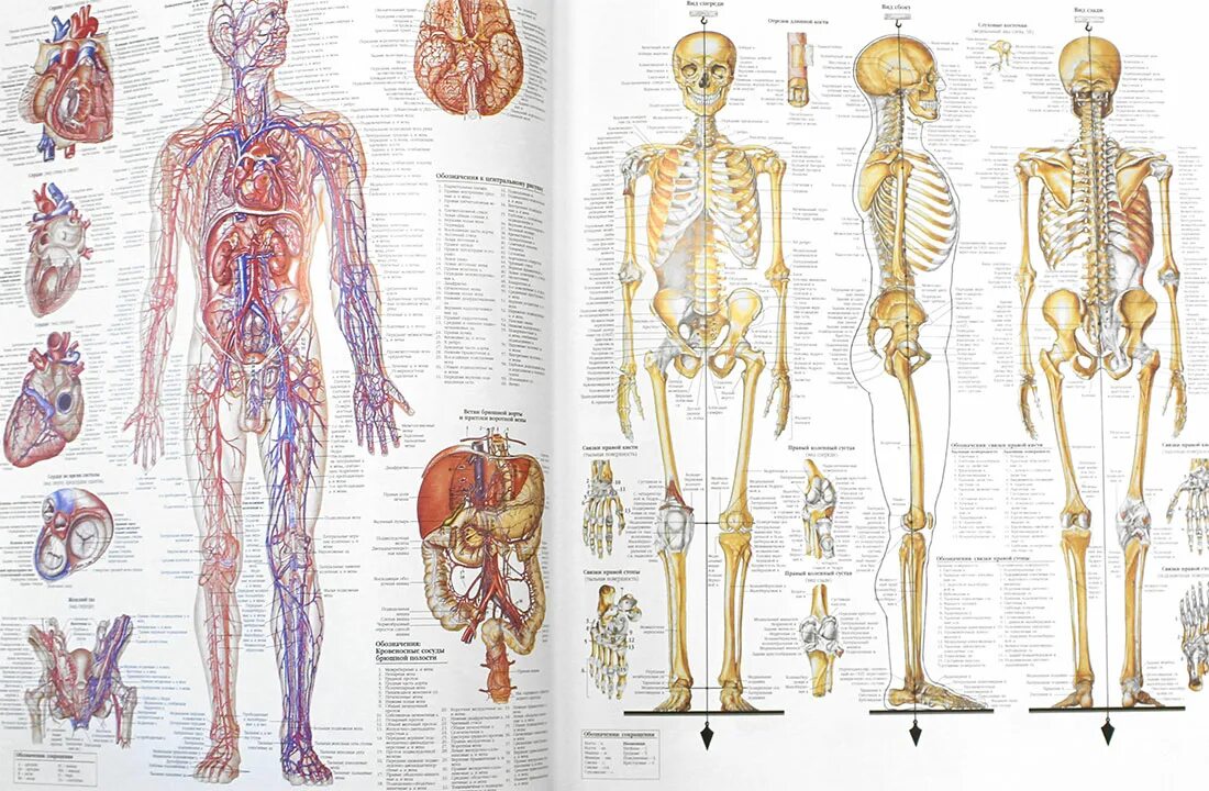 Большой атлас анатомии человека. Атлас человека по анатомии. Человек: атлас.. Анатомия человека снаружи.