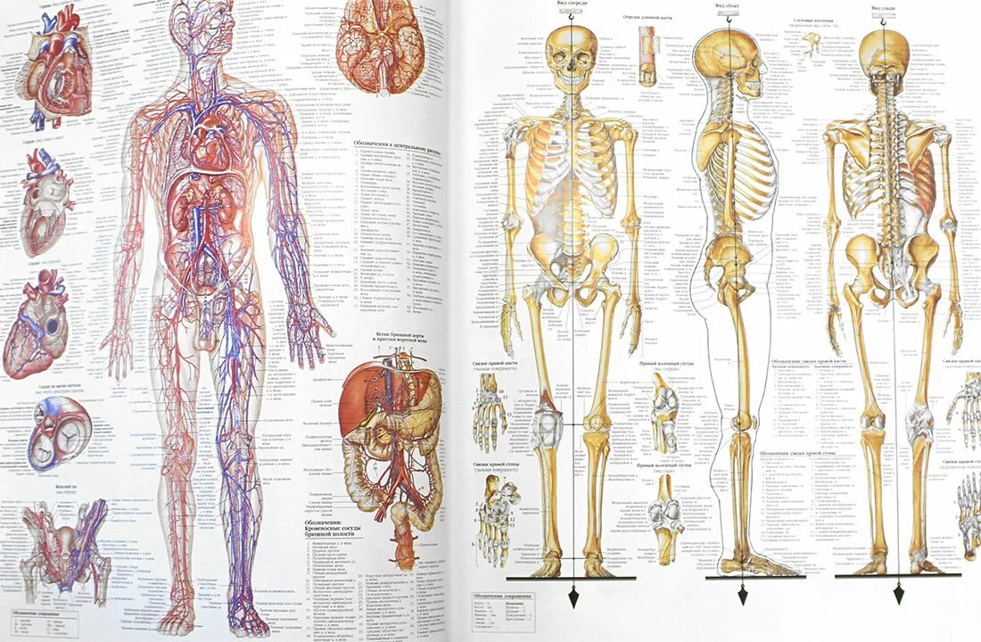 Большой атлас анатомии человека. Атлас человека по анатомии. Человек: атлас.. Анатомия человека снаружи. Атлас студентам анатомии