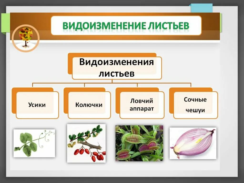 Схема видоизменения листьев. Видоизменения листьев 6 класс биология. Видоизменение листа растения. Схема видоизменения листьев 6 класс.