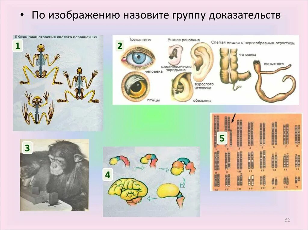 Происхождение человека тест 11 класс. Происхождение человека презентация 11 класс биология. происхождение человека таблица. гипотезы происхождения человека план конспект урока 11 класс биология. происхождение человека стенгазета.