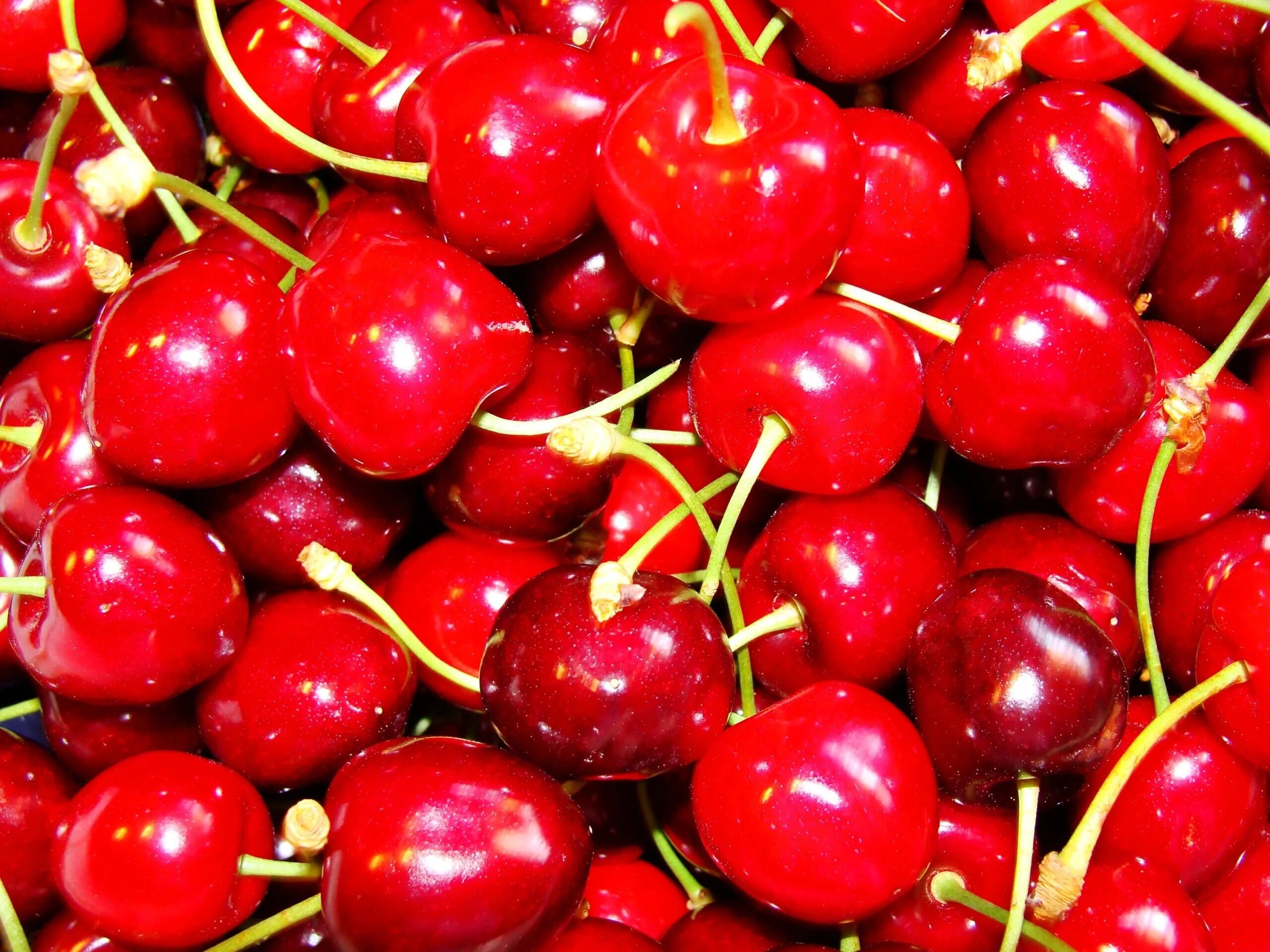 Cherry ll. Черри вишня. вишня черри вишня. вишня &quot;red cherry&quot;. черешня рэд черри.