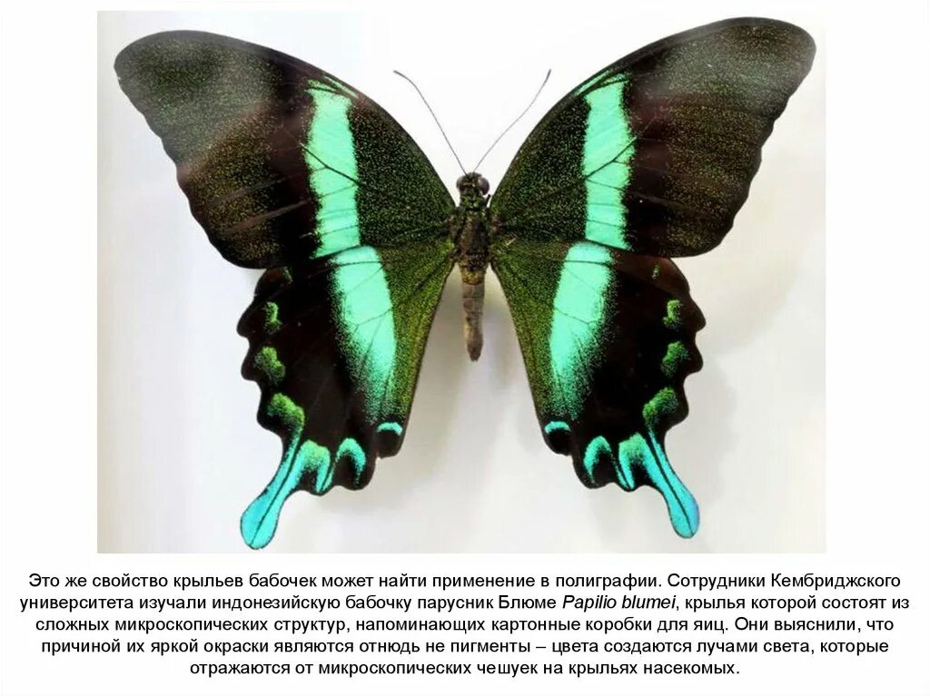 Оборудования для исследования строения крыла бабочки. Парусник Блюме бабочка. Крылья бабочки. Формы крыльев бабочек. Бабочки окраска крыльев.
