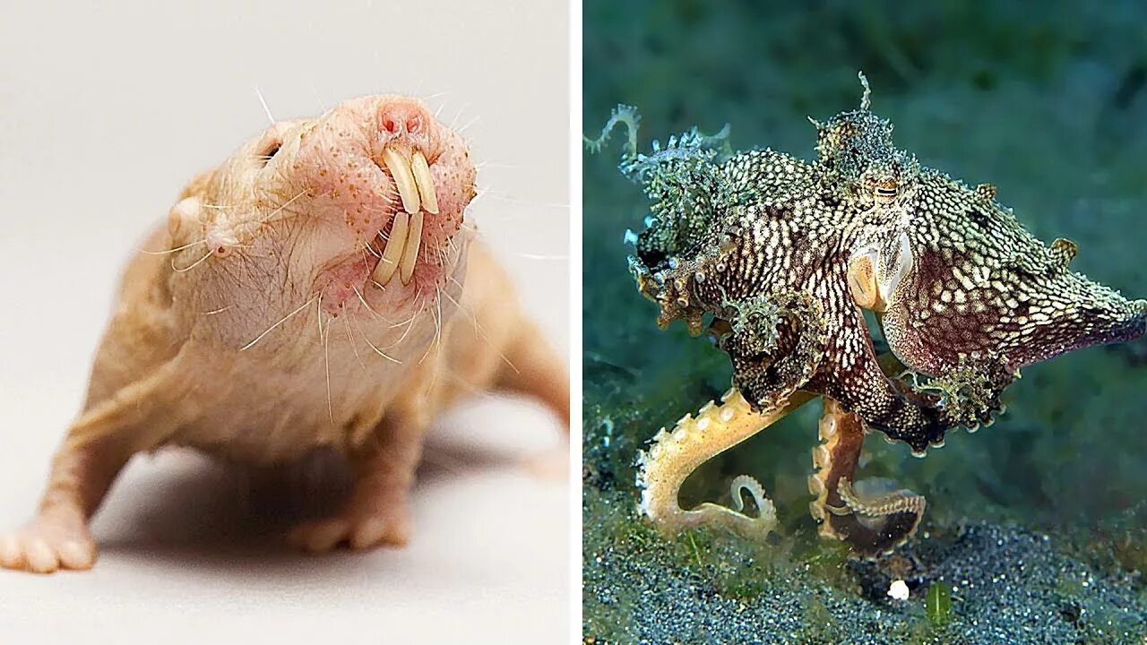 Существа которые не существуют. Фантастические существа. Странные животные. Осьминог дамбо. Необычные звери.