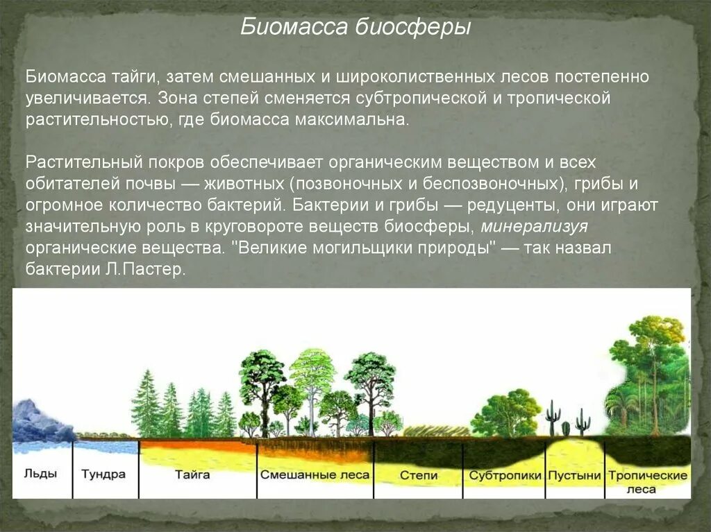 Значение биосферы. Биомасса биосферы. состав биомассы биосферы. значение лесов для биосферы земли. роль лесов в биосфере.