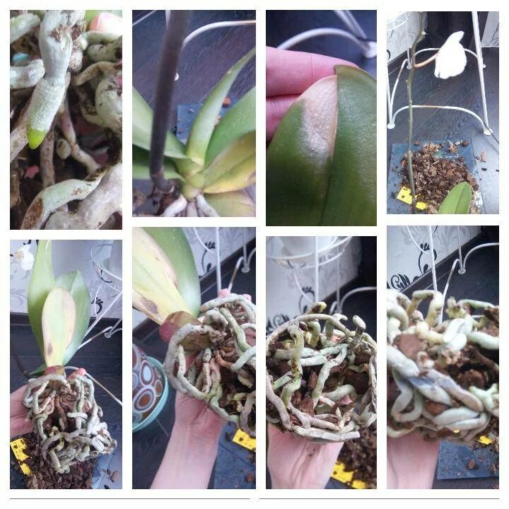 Орхидея после цветения уход в домашних условиях. Омолаживание орхидеи фаленопсис. Омолодить орхидею фаленопсис. Орхидея до после. Орхидея фаленопсис адаптация и приспособления для выживания.