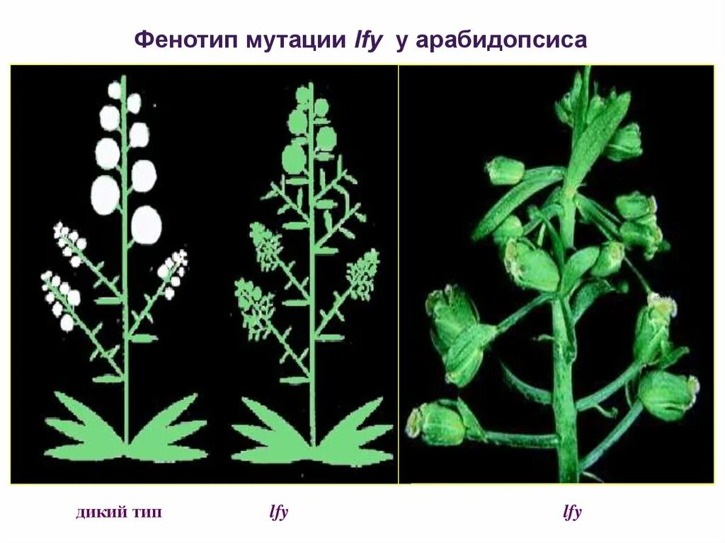 Фенотип растения. Мутации фенотип. Arabidopsis мутация. Дикий Тип генетика. Мутации дикого типа