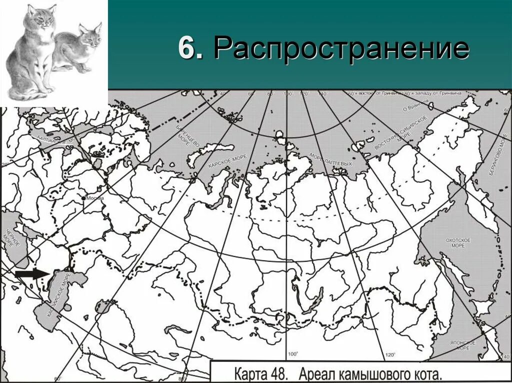 Европейская норка ареал обитания. Ясень ареал распространения. Ареал распространения осины. Сосна Кедровая Сибирская ареал.