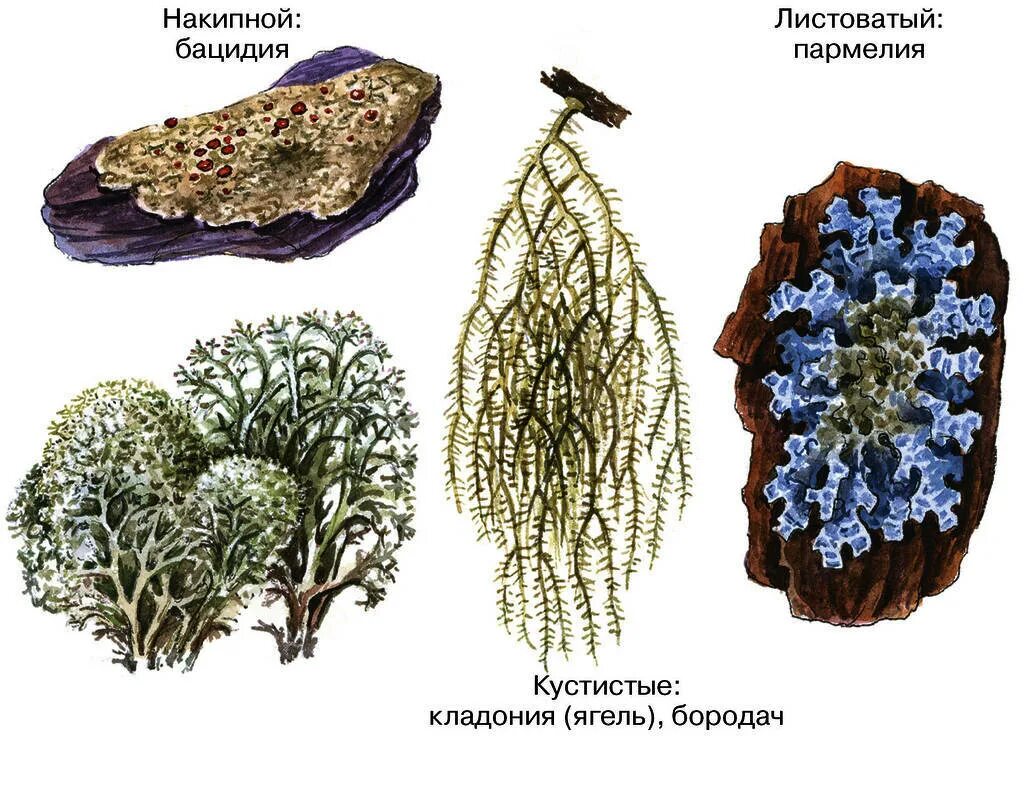 Три организма лишайника. Накипной таллом лишайника. Жизненные формы лишайников накипные. Лишайники кустовые листовые накипные. Накипные листоватые кустистые.