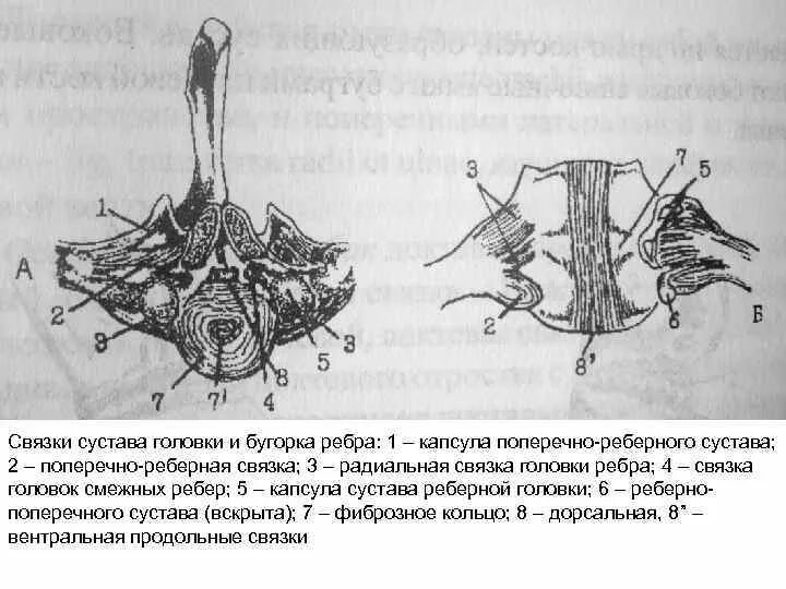 Связка головки