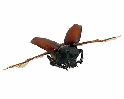 Flying insects