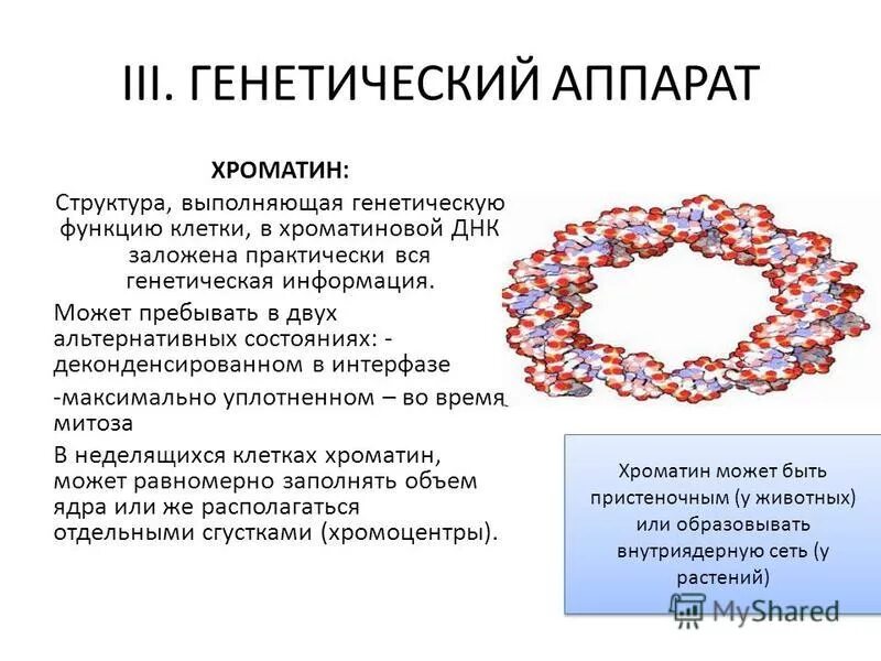 Выполняемая функция генетического аппарата. Генетический аппарат клетки растения. роль генетического аппарата клетки. строение генетического аппарата клетки. генетический аппарат строение и функции.