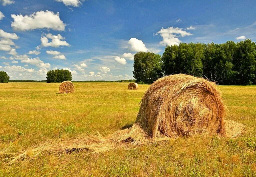 Калязин. Поле сено. Поле скошенной травы. Многолетние травы на сено. Скошенная трава.