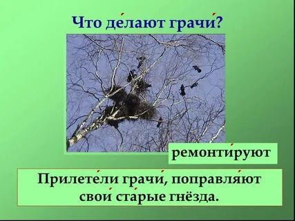 Грачи поправляют старые гнезда