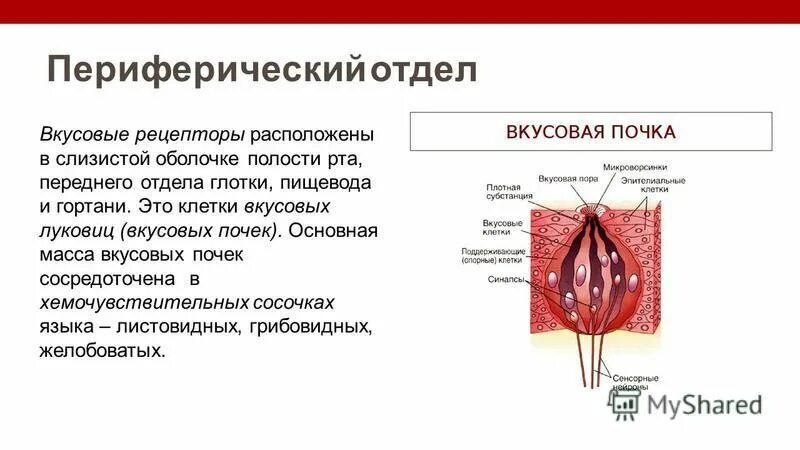 Вкусовые луковицы языка человека. Вкусовая луковица. Вкусовые клетки. Вкусовые луковицы расположены в сосочках языка. Вкусовой анализатор рецепторный.