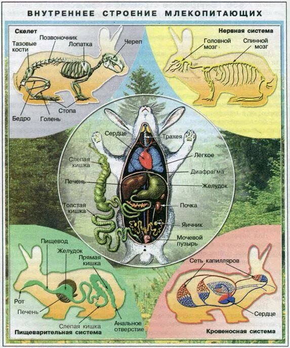 Внутреннее строение млекопитающих конспект. Внутренняя система млекопитающих 7 класс. Внутренне строение млекопитающих 7 класс биология. Внутреннее строение млекопитающих 7 класс биология. Внутреннее строение млекопитающих схема.