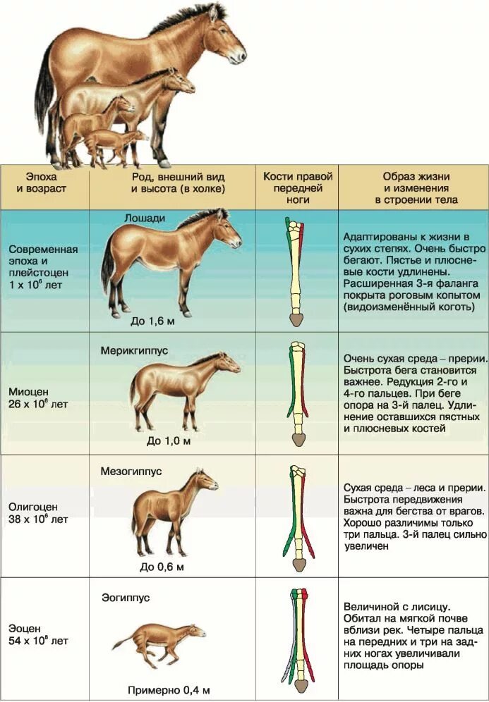 Методы изучения филогенеза. Филогенетический ряд лошади таблица. Эволюция филогенетический ряд лошади. Палеонтологический ряд лошади таблица. Эволюция лошади от Эогиппуса.