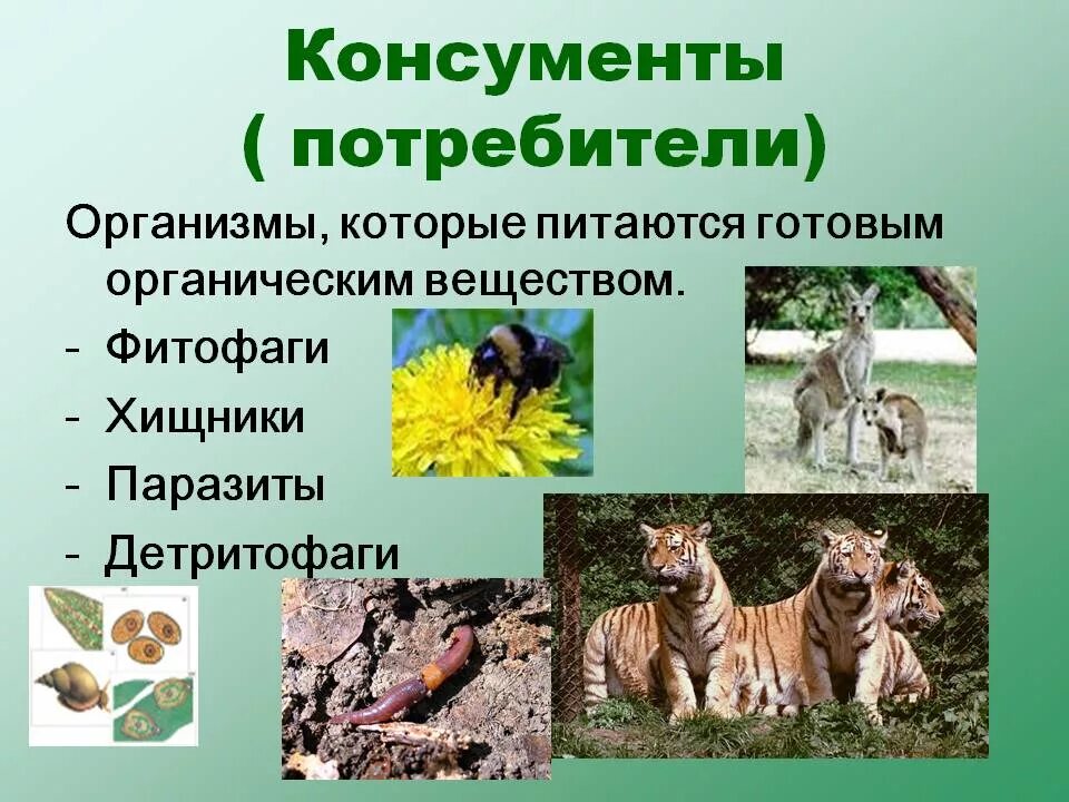 Animal organism. Консументы. Животные консументы. Консументы потребители. Консументы фитофаги.