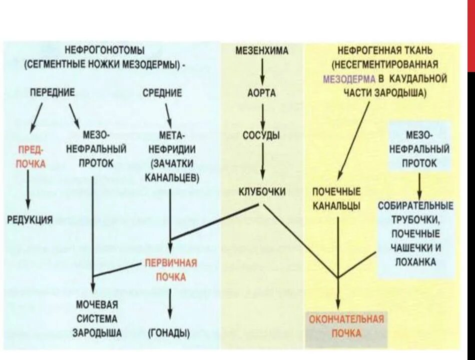 Эмбриональное развитие почки гистология. Стадии развития почки. Источник развития почки. Основные этапы развития почек.