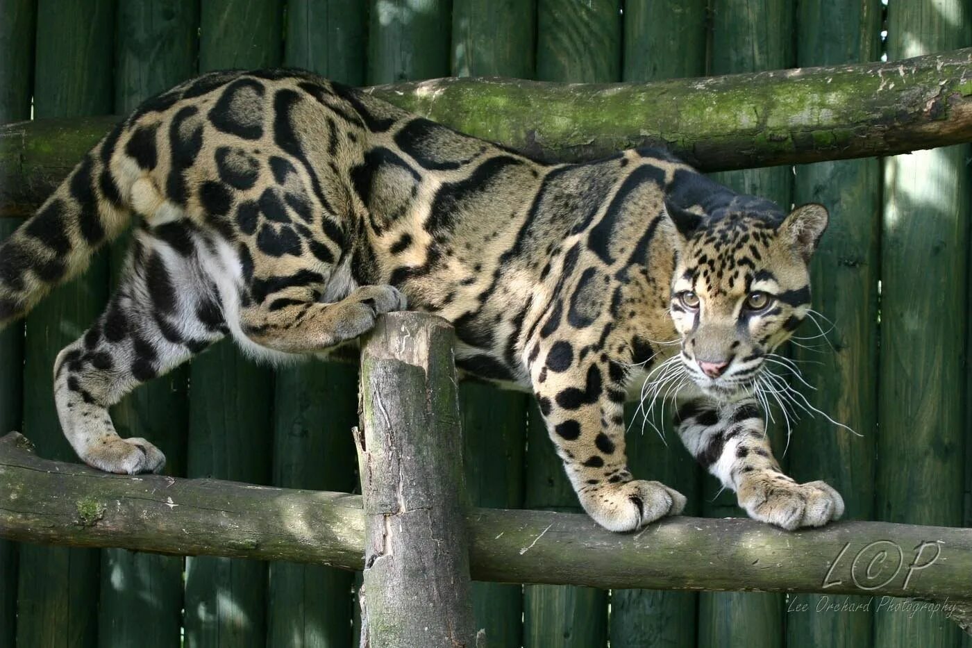 Clouded leopard