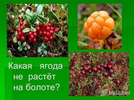 Расти ягодка