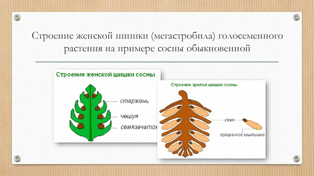 Каково строение голосеменных. Строение шишки сосны ( голосеменного растения. Строение мужской шишки сосны обыкновенной. Строение мужской и женской шишки сосны. Строение женской шишки сосны обыкновенной.