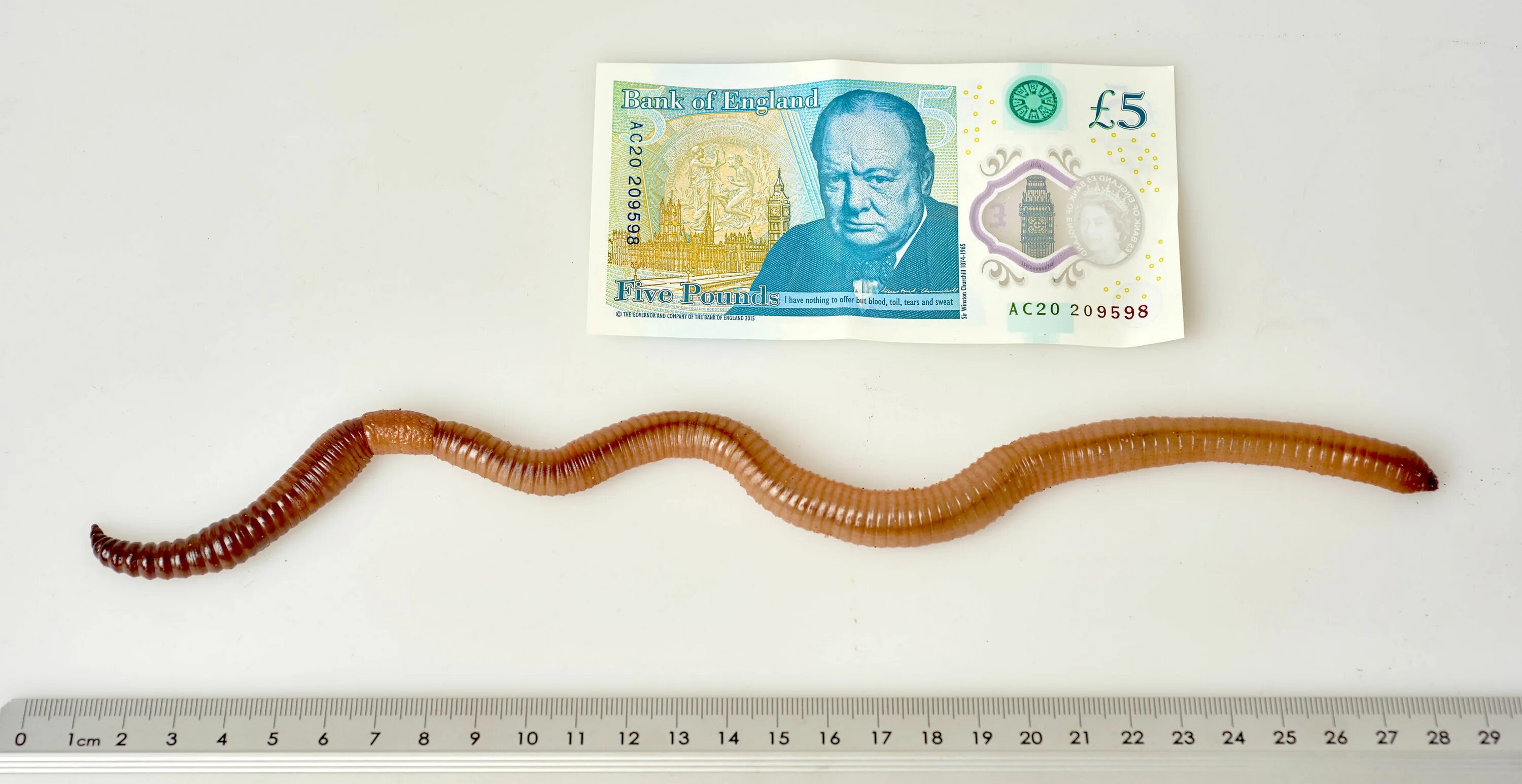 Самой большой червь. Австралийский гигантский дождевой червь. Самый длинный дождевой червь. Самый длинный дождевой червяк.