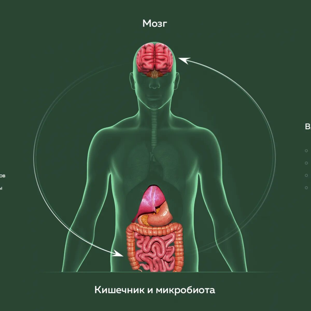 Влияние кишечника на нервную систему