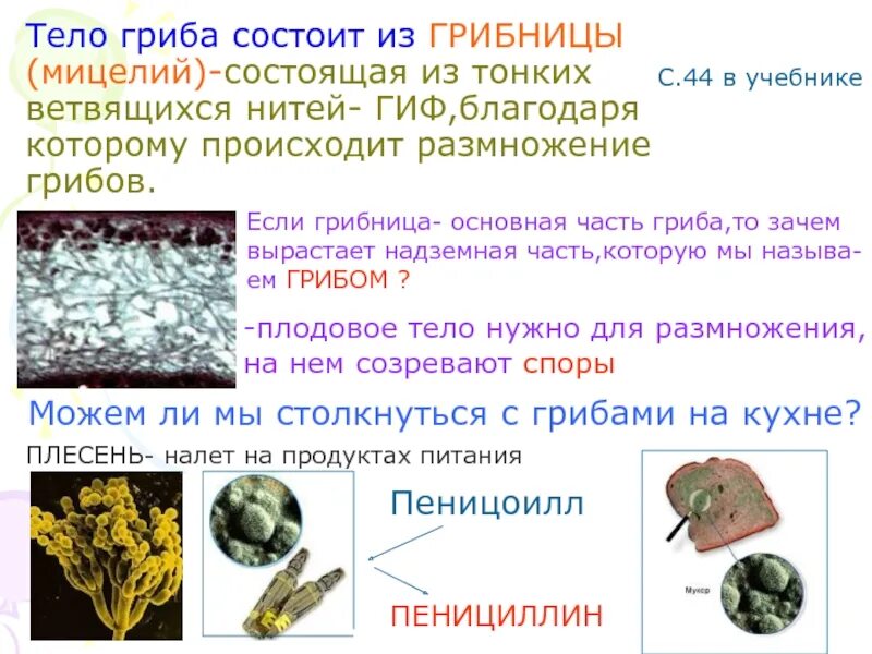 Гриб состоит из нитей. Гриб состоит из нитей. Гриб состоит из нитей. Гриб состоит из гиф. Клеточный мицелий у грибов.