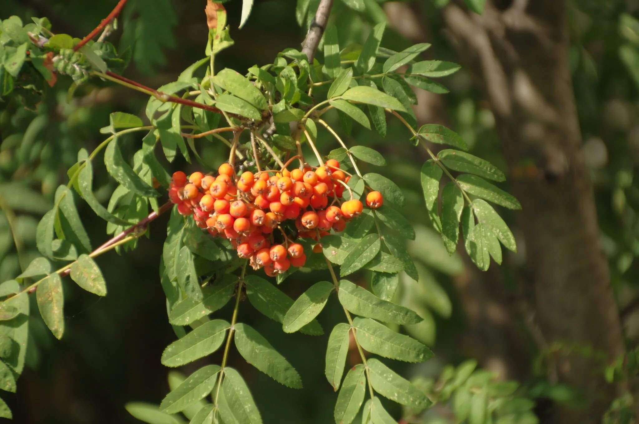 Рябина дерево купить. Рябина обыкновенная Sorbus aucuparia. Рябина обыкновенная (Sorbus aucuparia l.). Рябина обыкновенная Сорбинка. Рябина обыкновенная "Вефед".