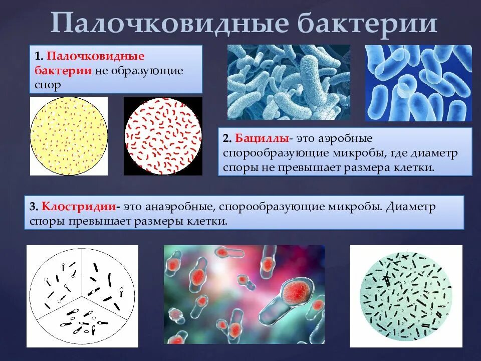 Микроорганизмы образующие споры. Палочковидные формы микроорганизмов микробиология. Формы бактерий палочковидные бациллы. Палочковидными (бациллы, клостридии). Палочковидные (цилиндрические) формы бактерий.