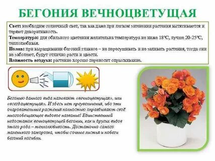 Бегония кратко