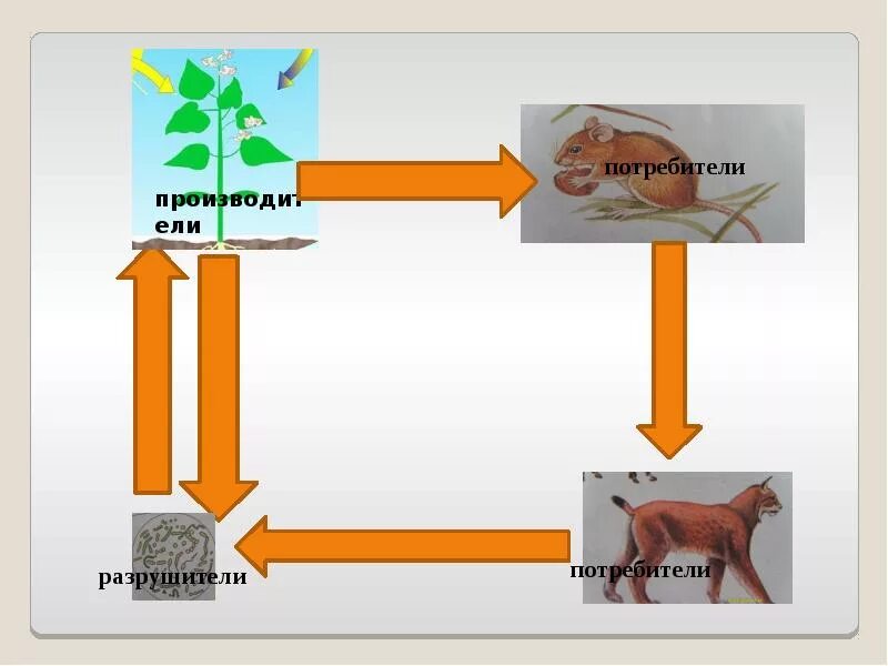 Круговорот веществ производители потребители Разрушители. Производители потребители Разрушители. Модель круговорота веществ в природе. Участники круговорота веществ.