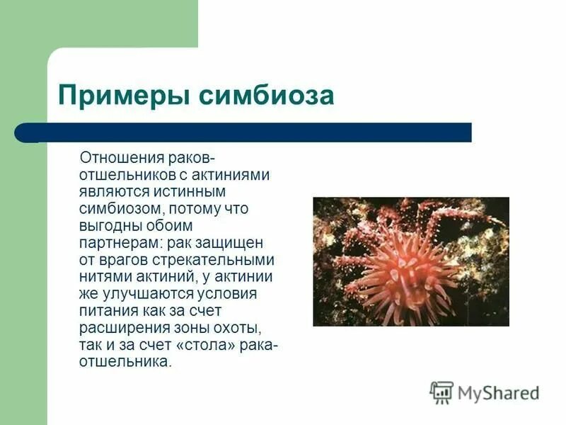 Симбиоз примеры. Примеры эпибиозаи в природе. Приветы симбиотических взаимоотношений. Симбиотические отношения примеры. Примеры симбиоза у растений