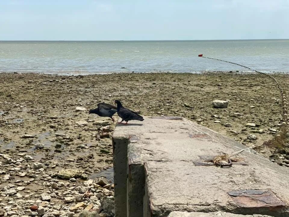 Таганрог море пляжи. Море в Таганроге сейчас. Собачий пляж Таганрог. Таганрог туристы.