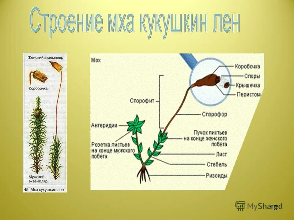 Листостебельные растения спорофит