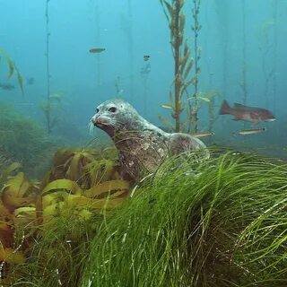 Marine wildlife