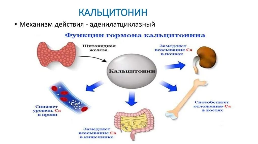 Кальцитонин строение молекулы. Кальцитонин гормон щитовидной железы функции. Кальцитонин гормон структура. Кальцитонин гормон формула.